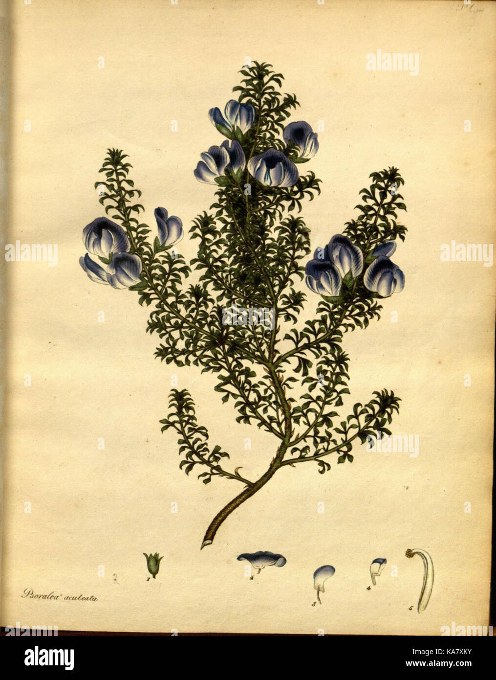 The botanist's repository, for new and rare plants (Pl. 146) (7752539782) Stock Photo