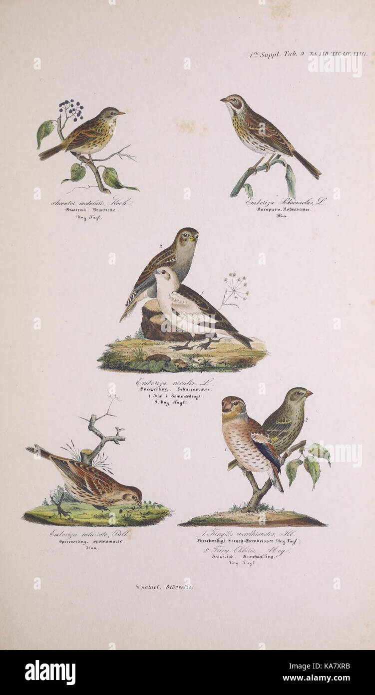 Skandinaviens fugle (1ste Suppl. Tab. 9 (Tab. XXIV, XXV, L) (7582325108) Stock Photo