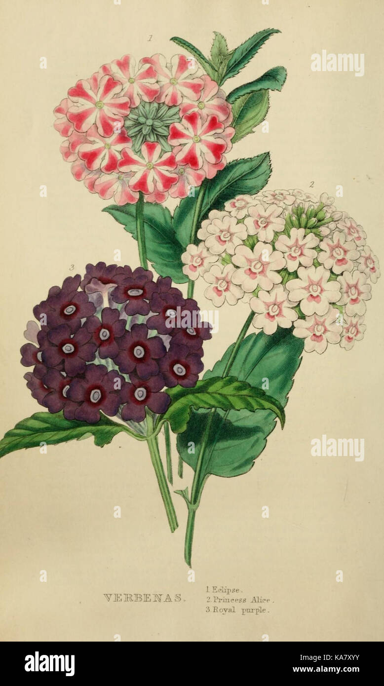 The florist and garden miscellany (Plate 1) (7447365672) Stock Photo