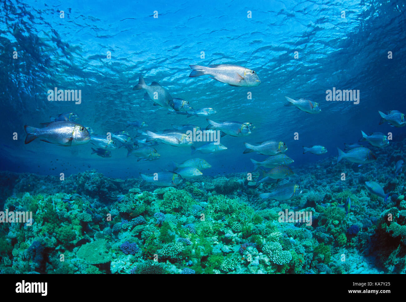 Egypt. Red Sea. Wildlife. Shoal of Sheepshead fishes over coral reef. Stock Photo