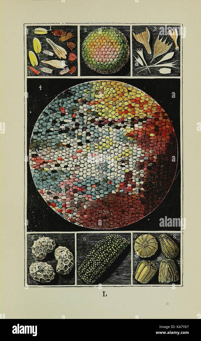 The common objects of the country (Plate L) (7180008607 Stock Photo - Alamy