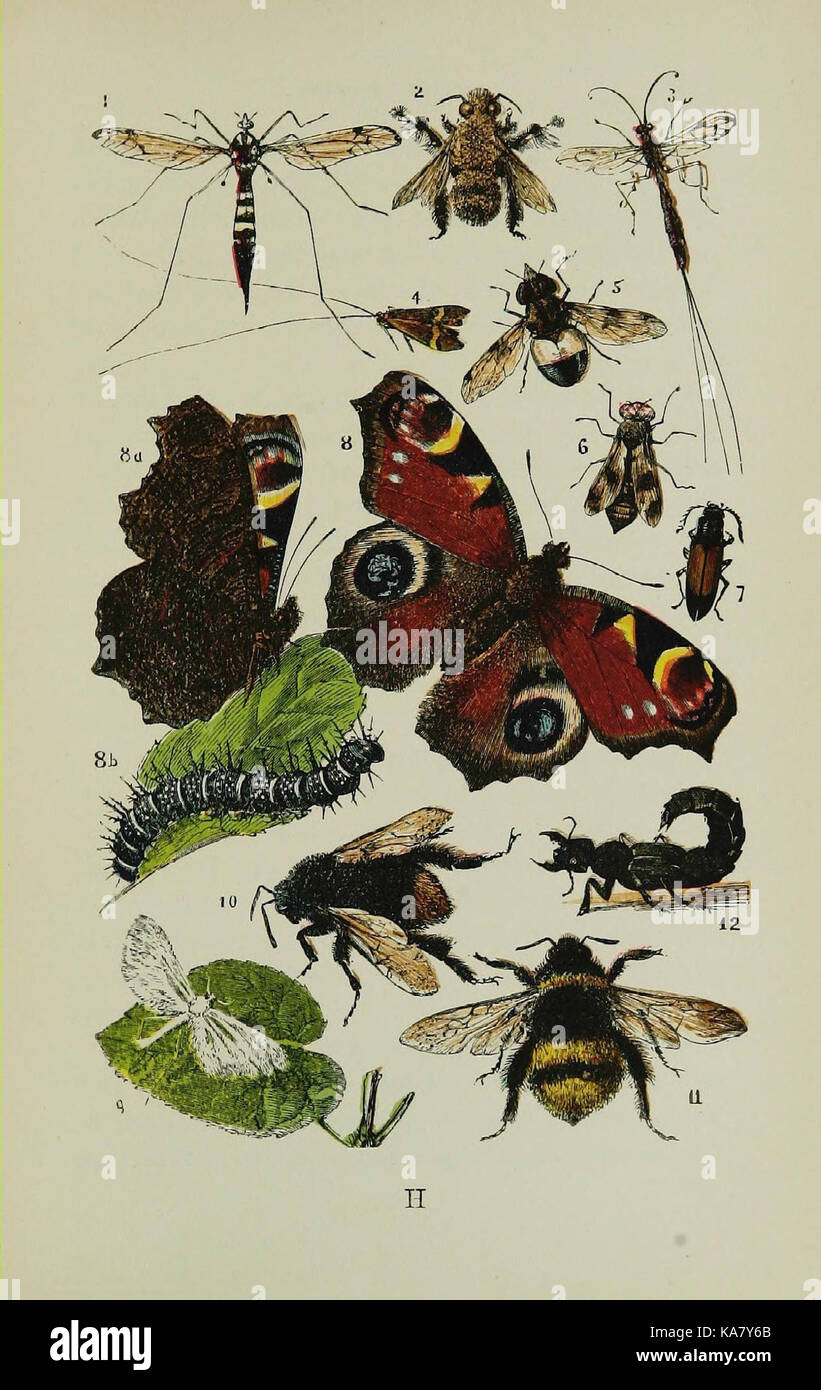 The common objects of the country (Plate H) (7365230554 Stock Photo - Alamy