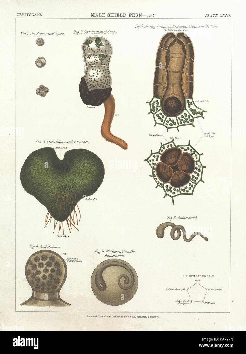 Detailed botanical illustration features various plant species hi-res ...