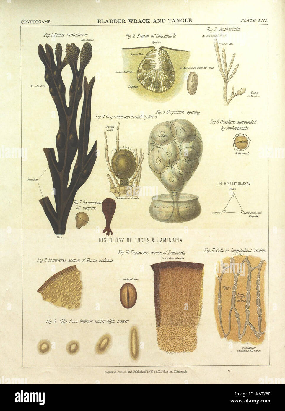 Botanical taxonomy illustration plate hi-res stock photography and ...