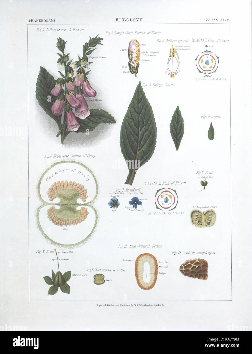 The Botanical Atlas, Plate XXIV, showcases detailed illustrations of ...