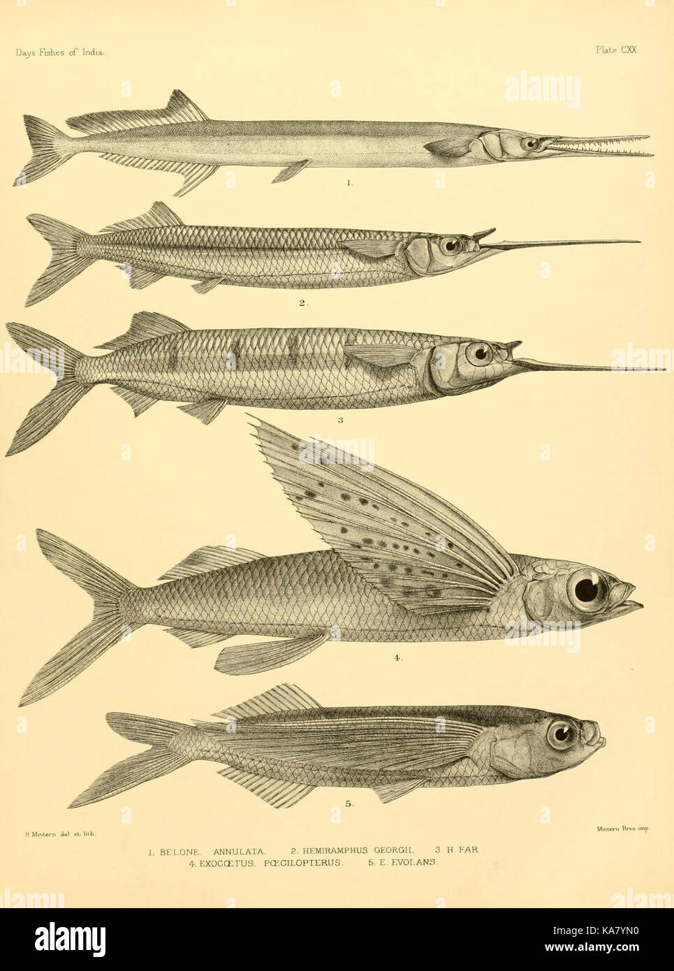 The fishes of India (Plate CXX) (7070531723 Stock Photo - Alamy