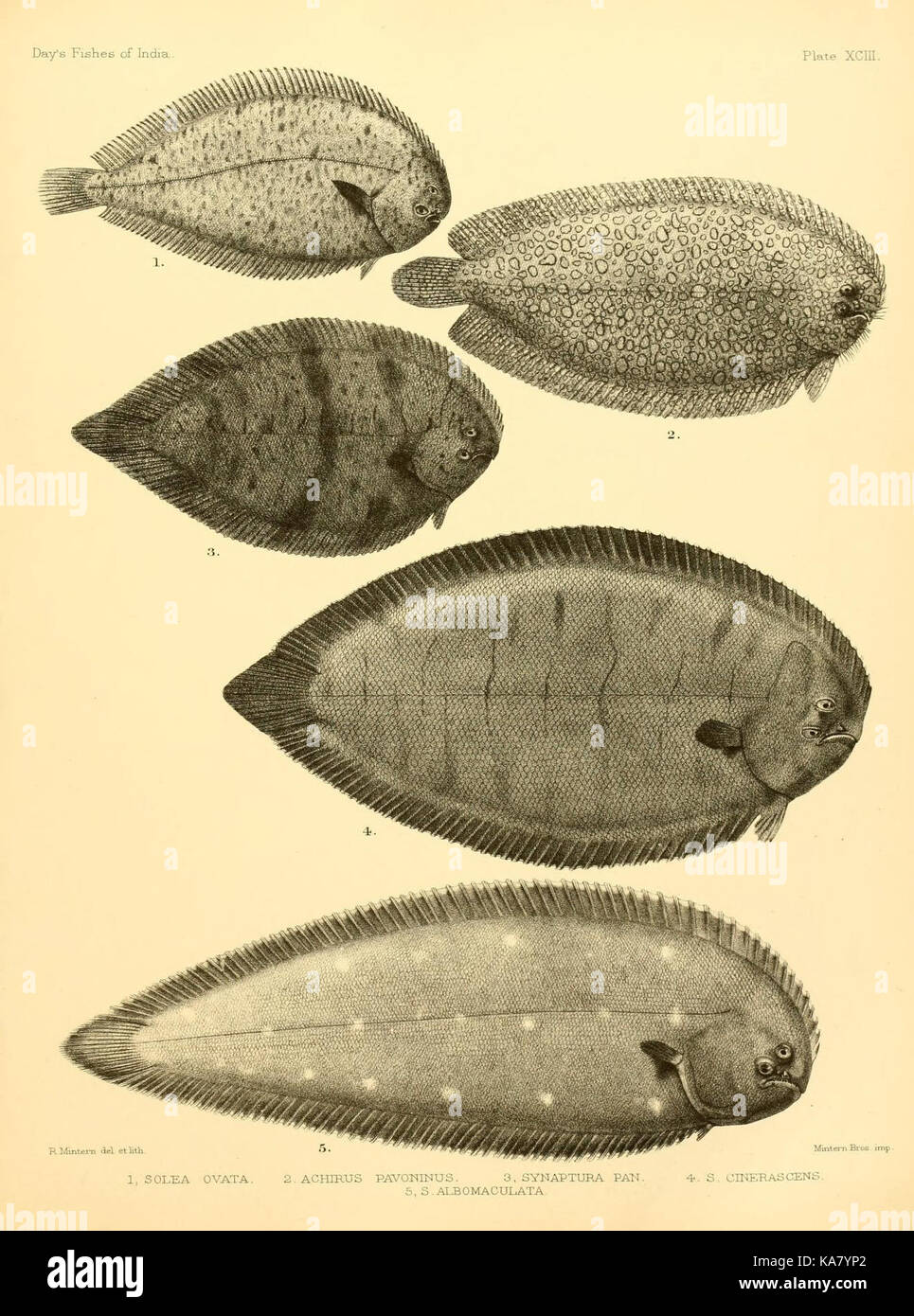 This plate from a scientific work illustrates various fish species ...