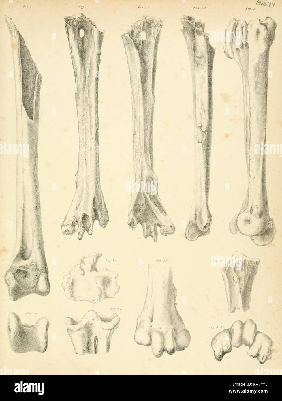 The dodo and its kindred (Plate XV) (6877686376 Stock Photo - Alamy