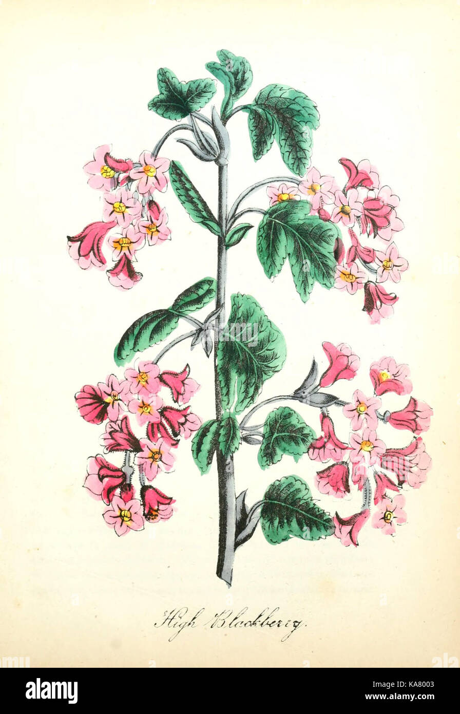 American botanical studies hi-res stock photography and images - Alamy