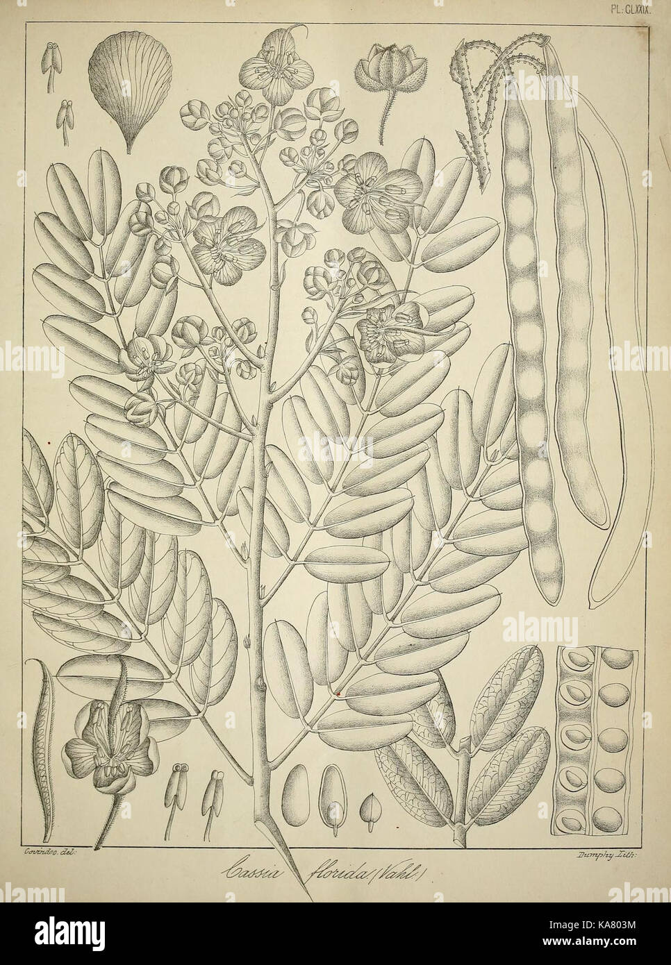 South asian flora depiction hi-res stock photography and images - Alamy