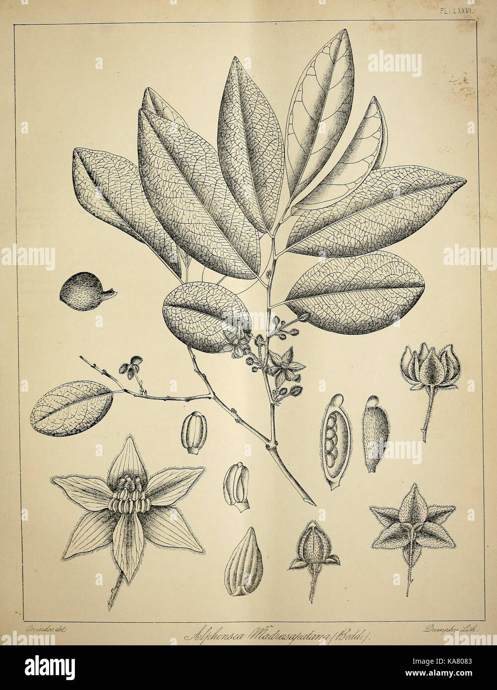 The flora sylvatica for southern India (Pl. LXXVI) (6820672674) Stock Photo