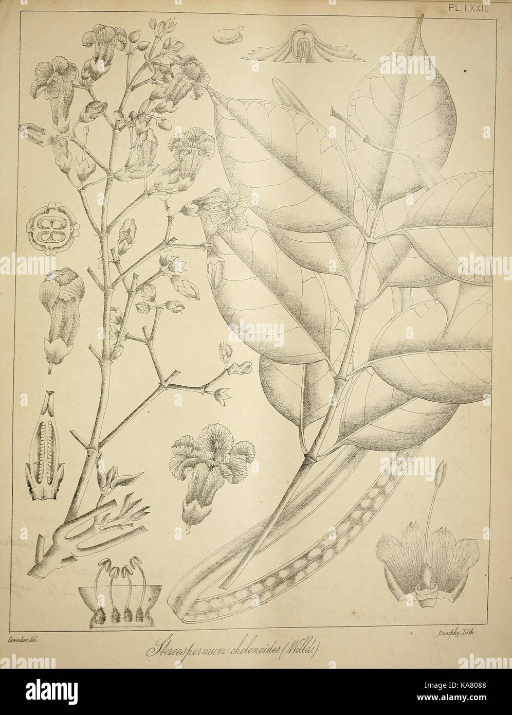 South asian flora documentation hi-res stock photography and images - Alamy