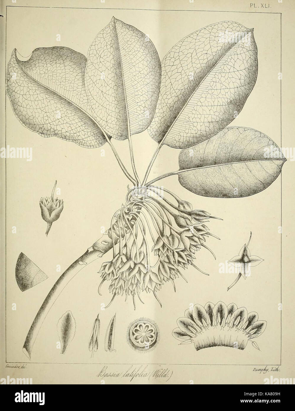 Flora survey india hi-res stock photography and images - Alamy