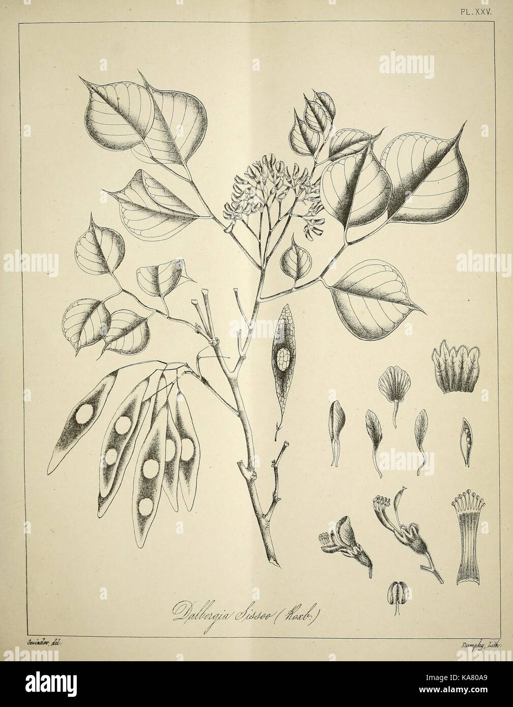 South asian flora documentation hi-res stock photography and images - Alamy