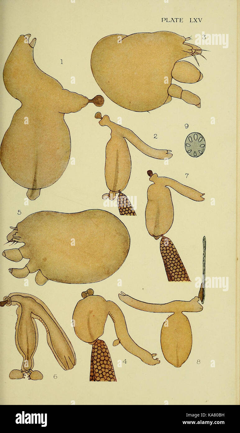 The British parasitic Copepoda (Plate LXV) (6964175819) Stock Photo