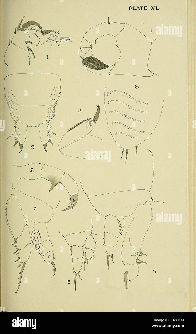The British parasitic Copepoda (Plate XL) (6818033262) Stock Photo