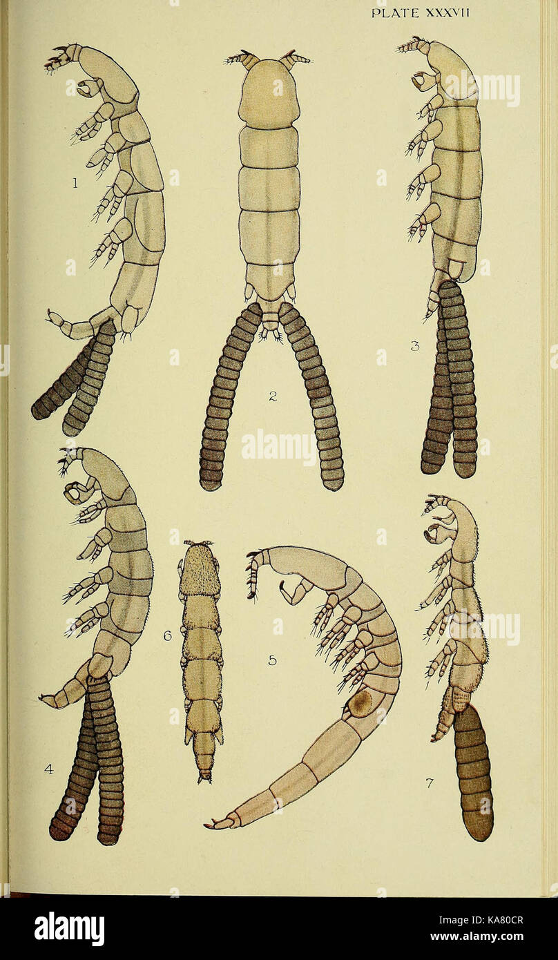The British parasitic Copepoda (Plate XXXVII) (6818032052) Stock Photo