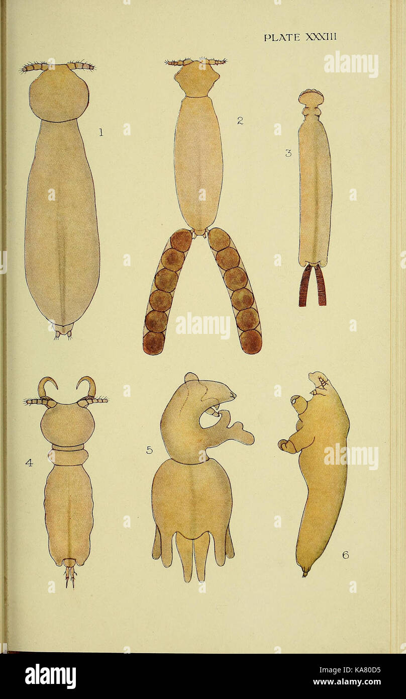 The British parasitic Copepoda (Plate XXXIII) (6818029944) Stock Photo
