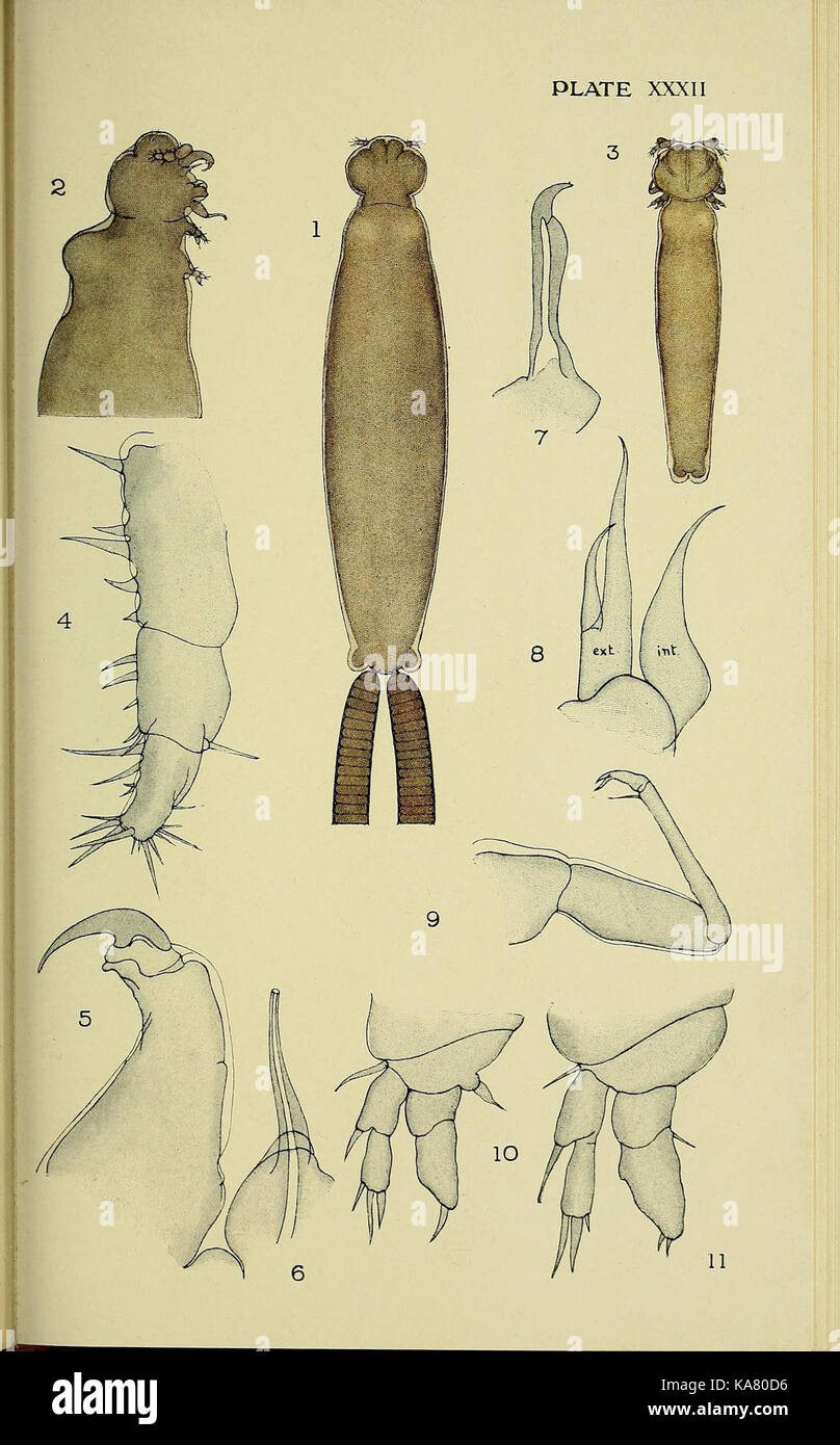 The British parasitic Copepoda (Plate XXXII) (6818029384) Stock Photo