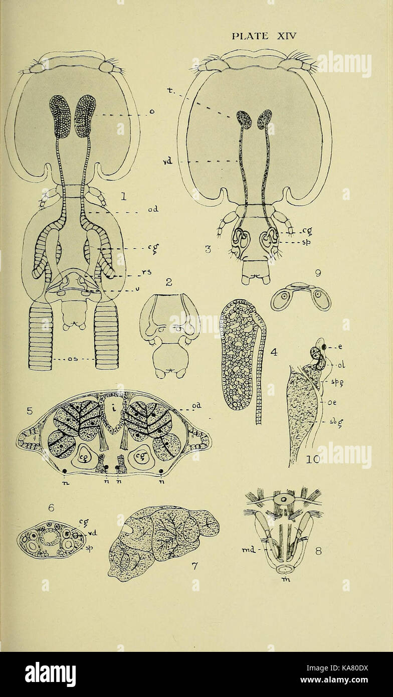 The British parasitic Copepoda (Plate XIV) (6818020512) Stock Photo