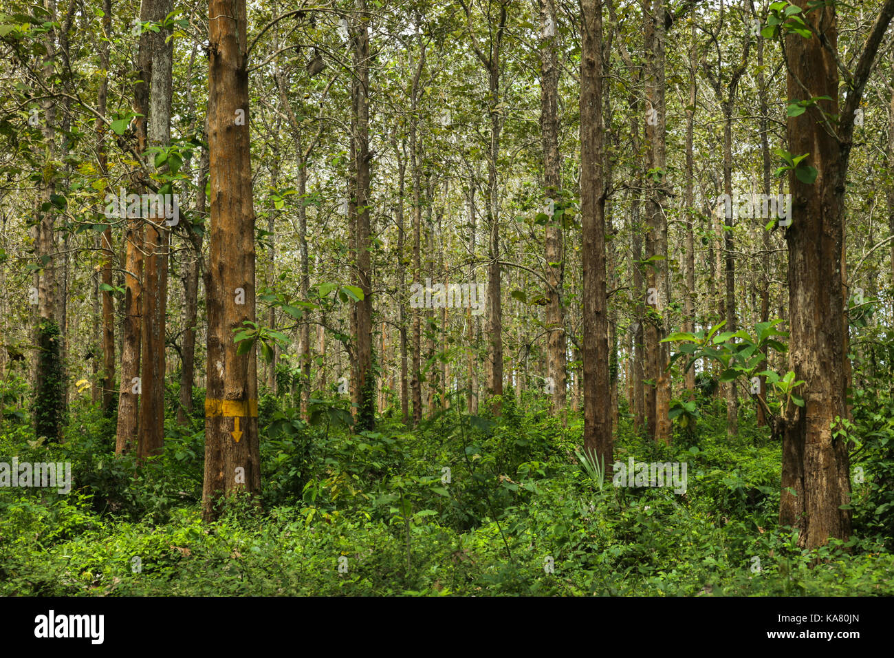 Teak Forest, Alas Purwo at Banyuwangi area Stock Photo