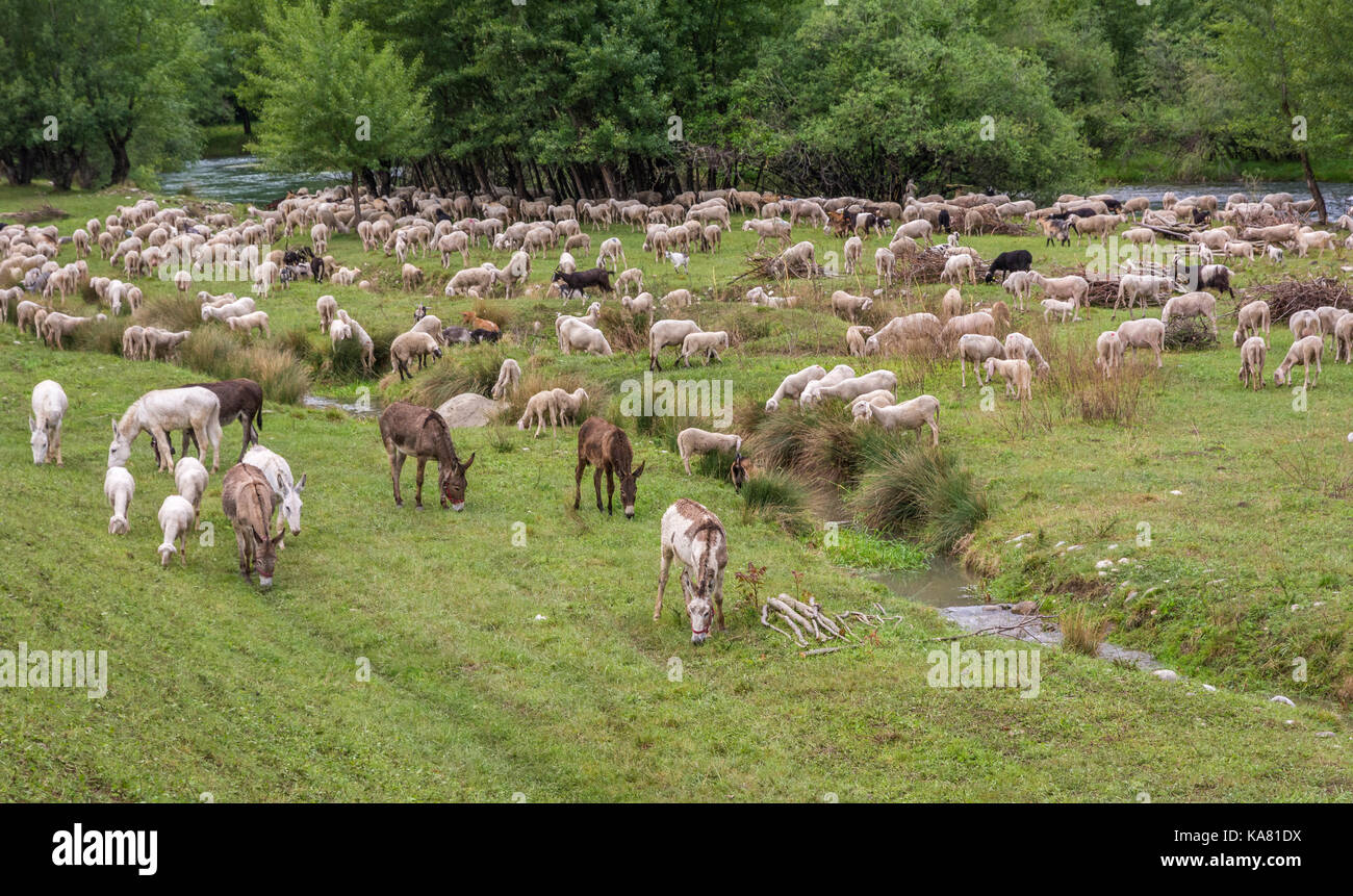 Flock of goats grazing hi-res stock photography and images - Alamy