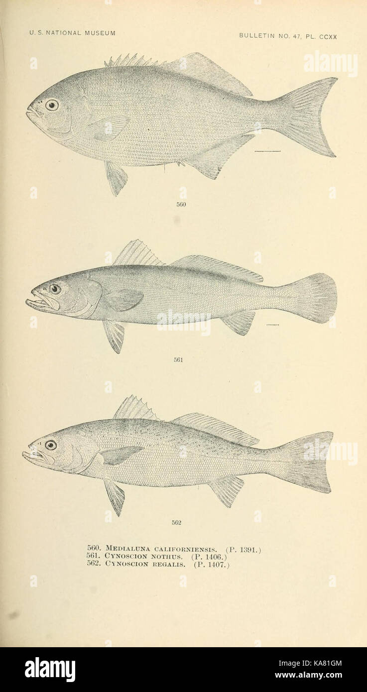 The fishes of North and Middle America (Pl. CCXX) (7983491118) Stock Photo