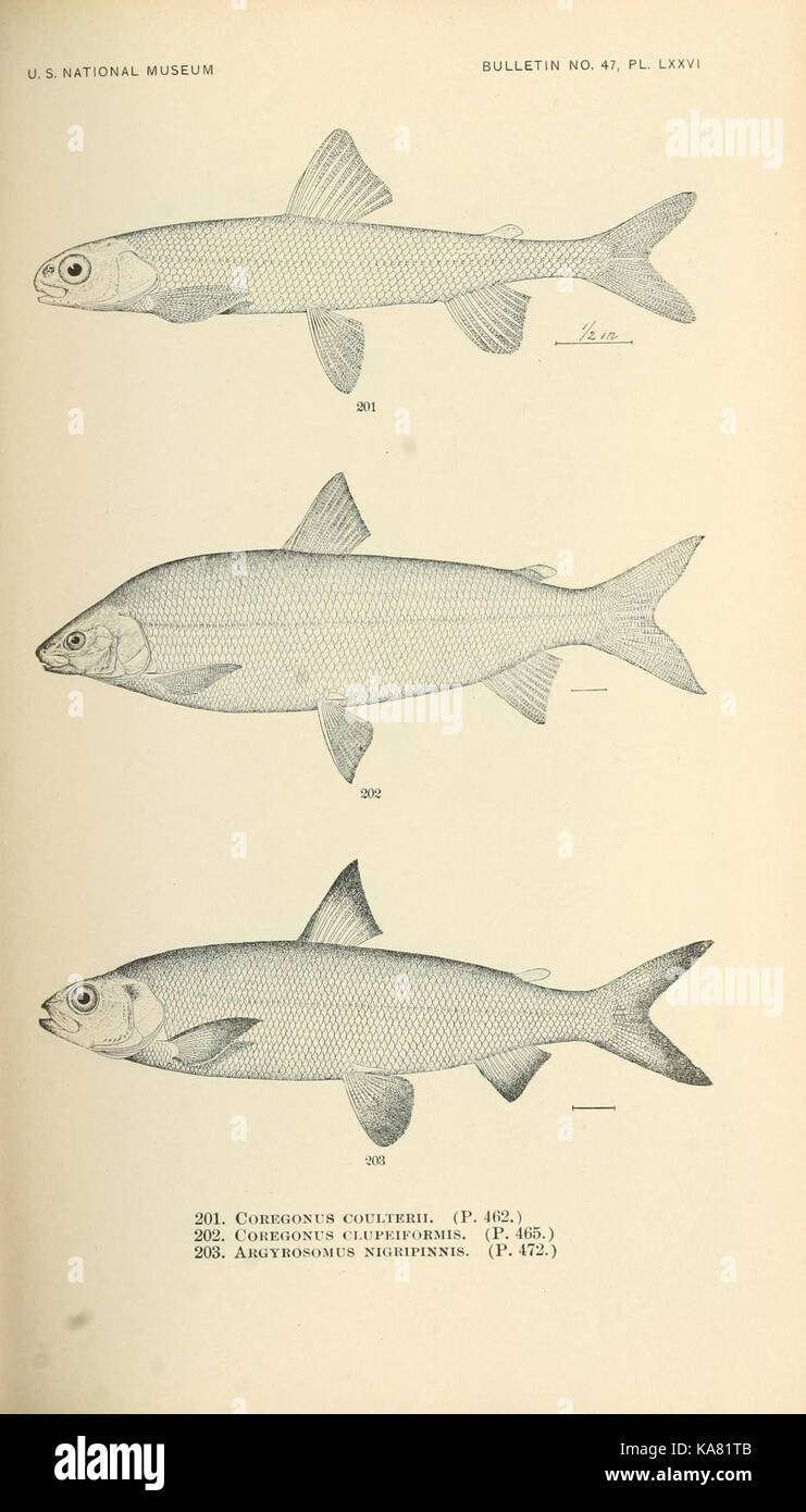The fishes of North and Middle America (Pl. LXXVI) (7983337405) Stock Photo