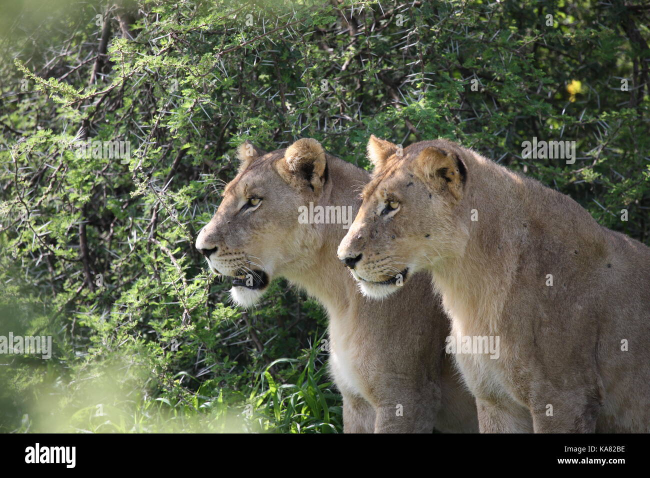 Lion wild dangerous mammal africa savannah Kenya Stock Photo - Alamy
