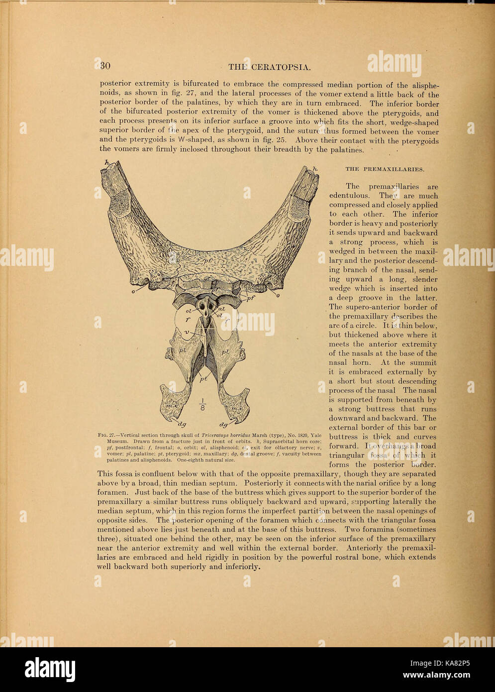 The Ceratopsia BHL39875537 Stock Photo Alamy