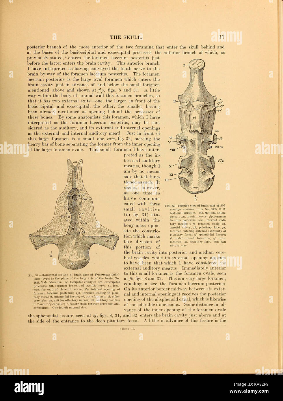 The Ceratopsia BHL39875582 Stock Photo Alamy
