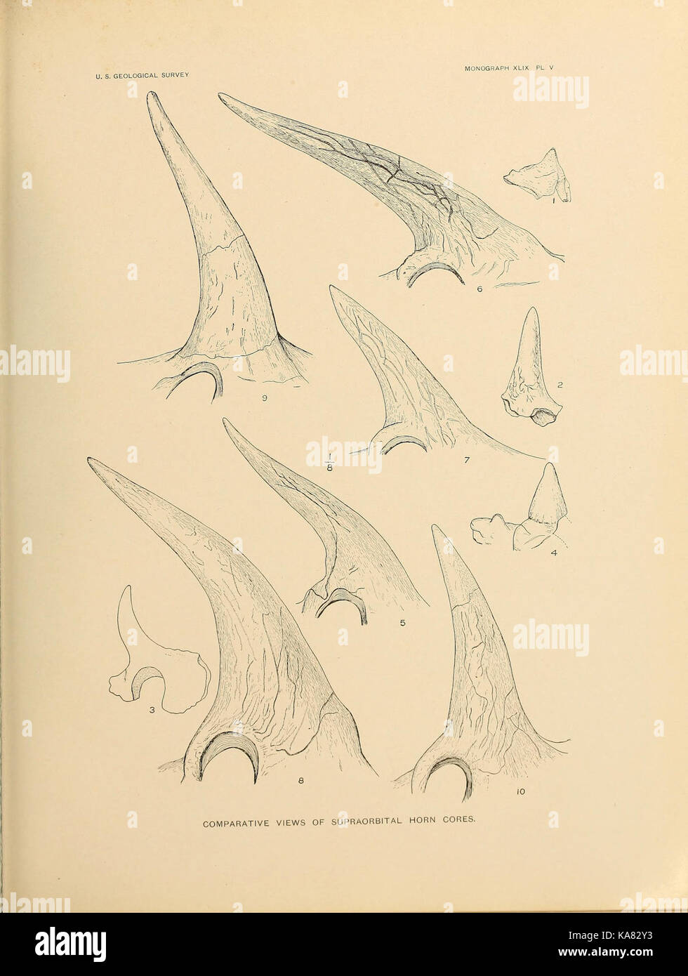 The Ceratopsia (Plate V) BHL39875760 Stock Photo
