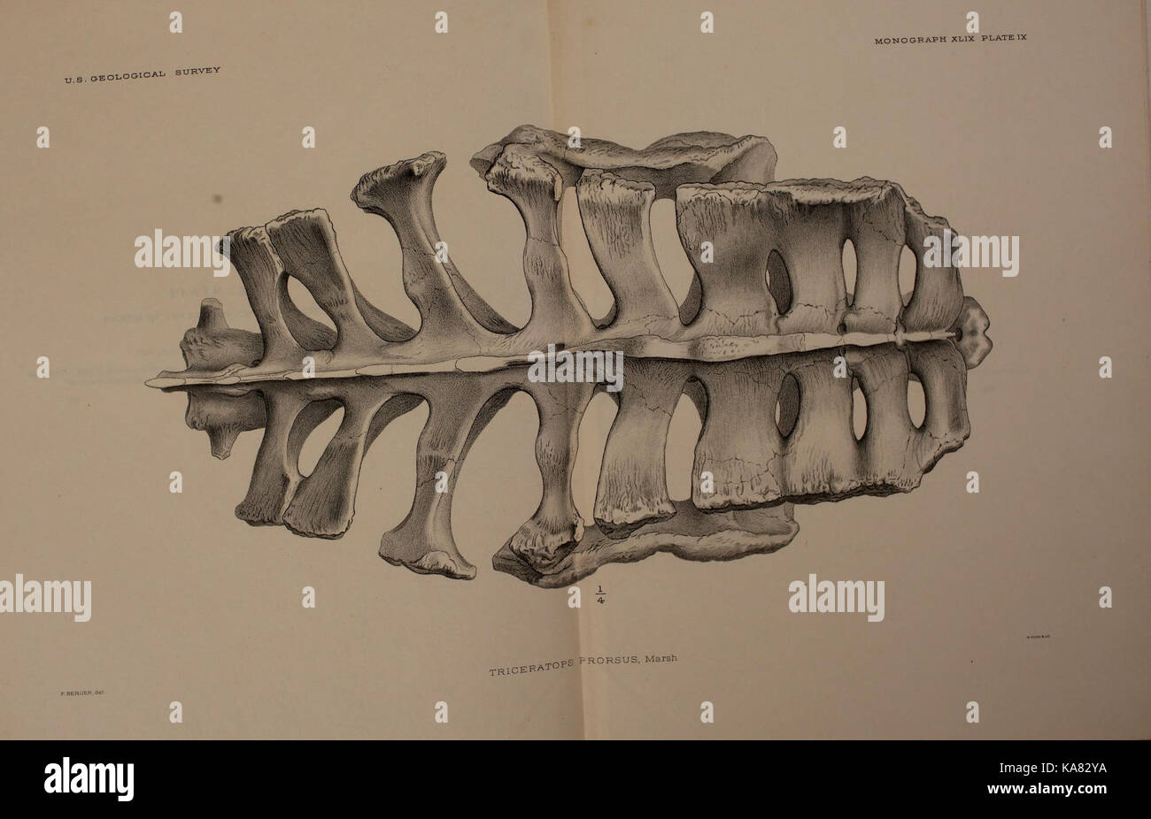 The Ceratopsia (Plate IX) BHL39875780 Stock Photo