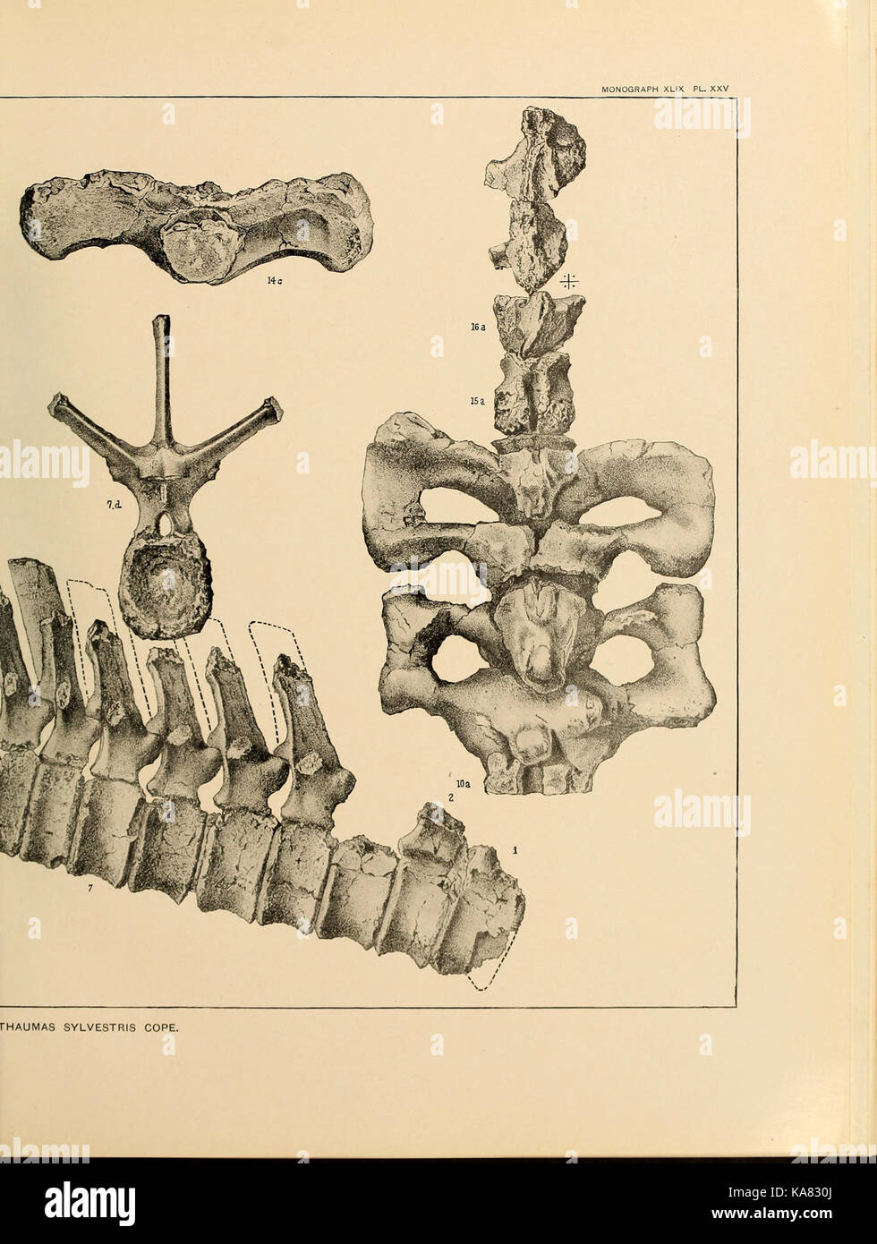 The Ceratopsia (Plate XXV) BHL39875866 Stock Photo