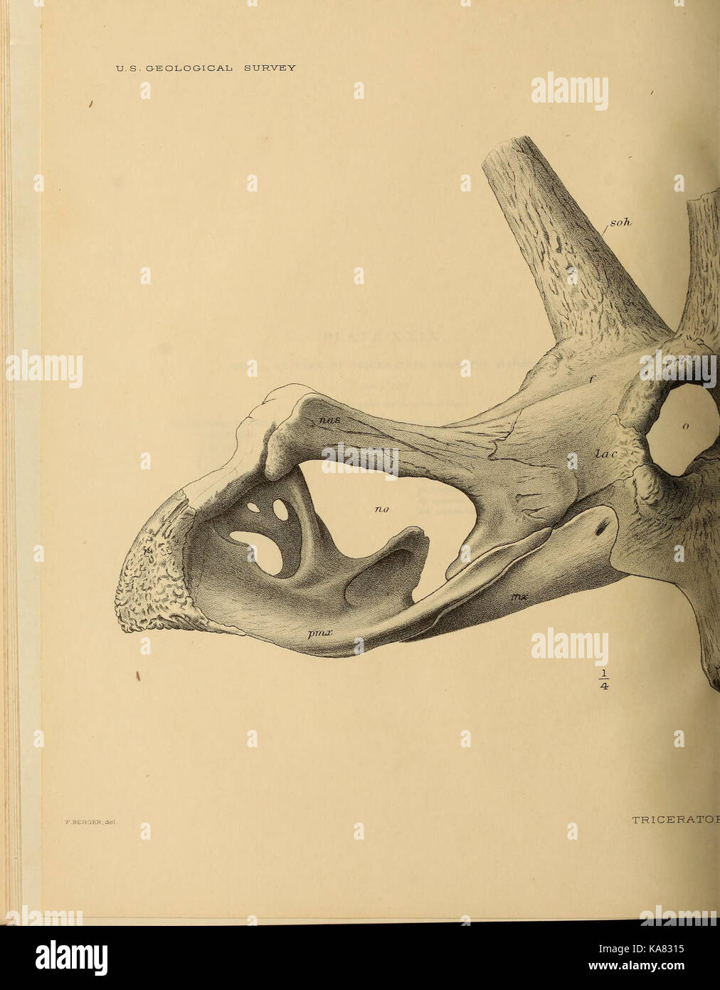 The Ceratopsia (Plate XXIX) BHL39875897 Stock Photo