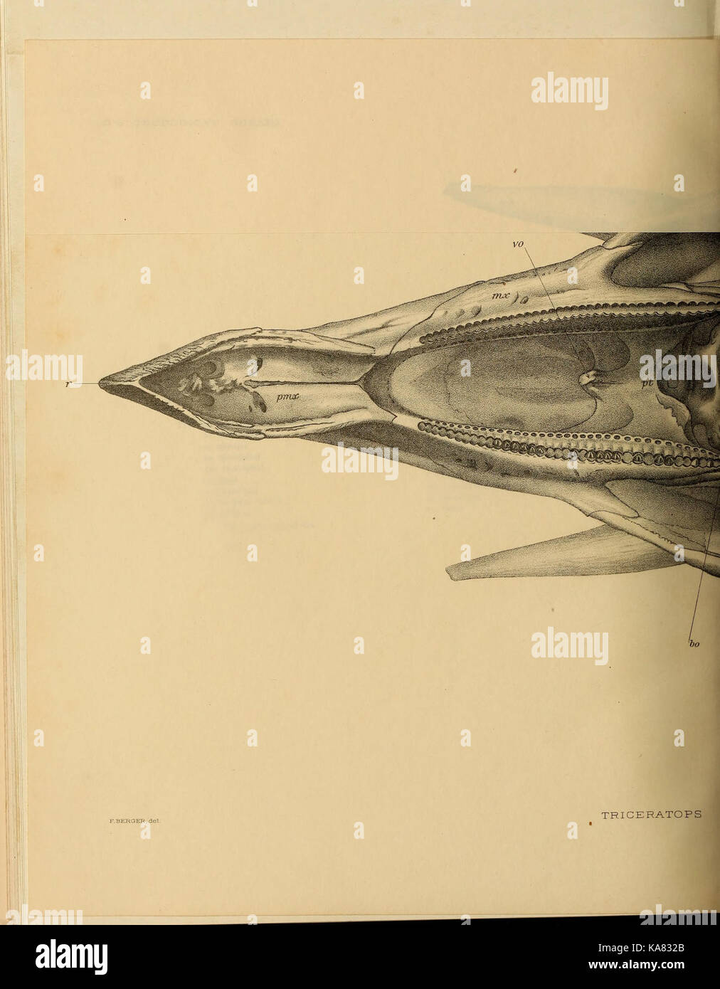 The Ceratopsia (Plate XXXVI) BHL39875945 Stock Photo