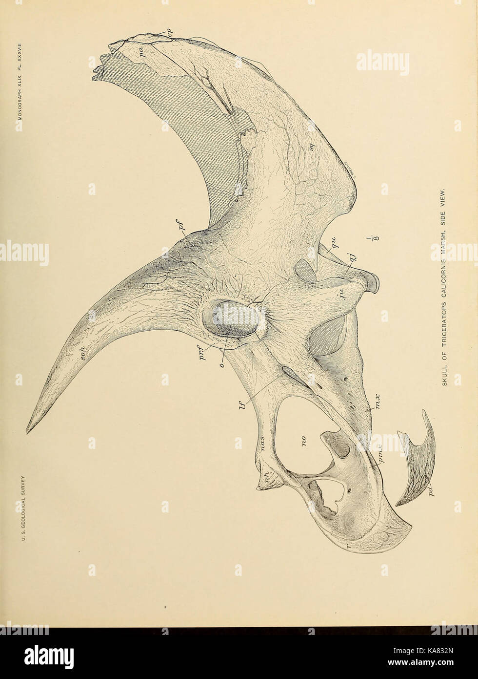 The Ceratopsia (Plate XXXVIII) BHL39875956 Stock Photo