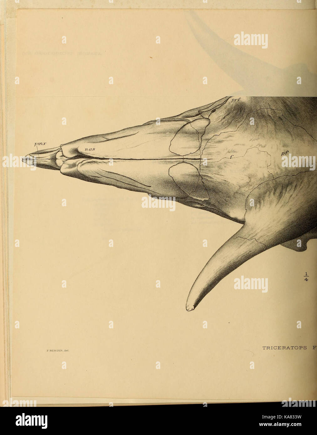 The Ceratopsia (Plate XLV) BHL39875993 Stock Photo