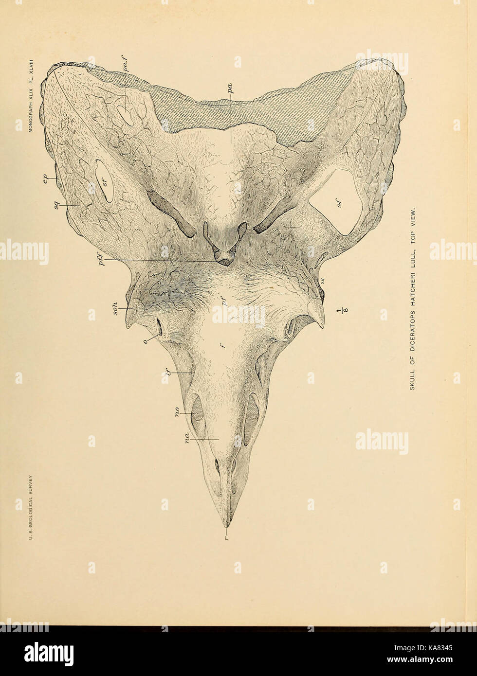The Ceratopsia (Plate XLVIII) BHL39876008 Stock Photo