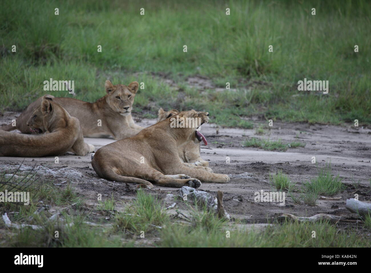 Lion wild dangerous mammal africa savannah Kenya Stock Photo - Alamy