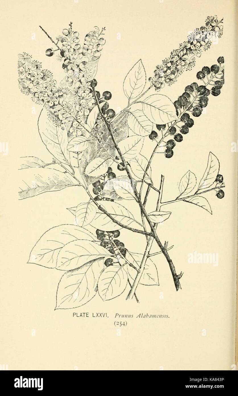 Southern wild flowers and trees (Page 254, Plate LXXVI) BHL23630440 Stock Photo