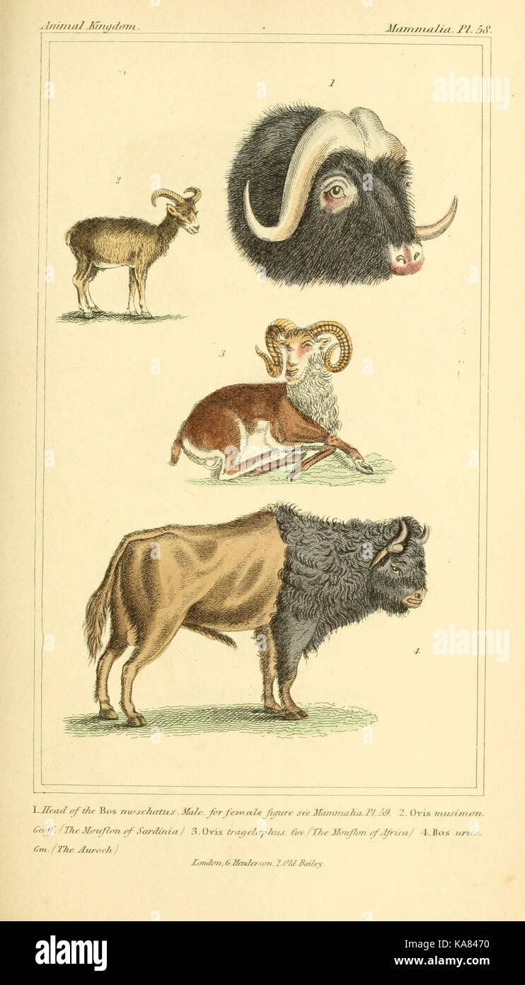 This illustration presents a structured classification of the animal ...