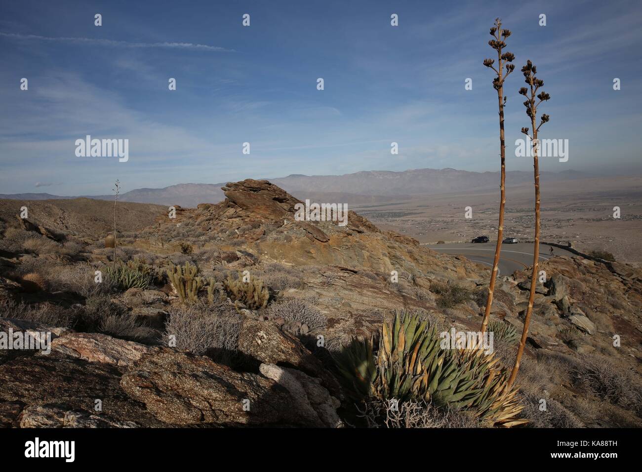 Borrego Springs, California, USA. 10th Dec, 2016. Cactus among rocks in
