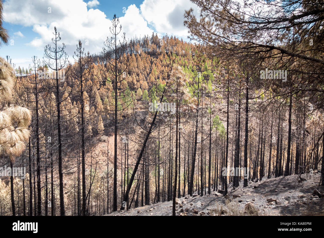 Gran Canaria, Canary Islands, Spain, 25th September, 2017. Mountain roads reopen 5 days after huge forest fire raged through 2,800 hectares of Pine forests. One 60 year old woman died in the fire as she tried to round up livestock near her mountain small holding. Hundreds of people hand to be evacuated from mountain villages. Credit: ALAN DAWSON/Alamy Live News Stock Photo