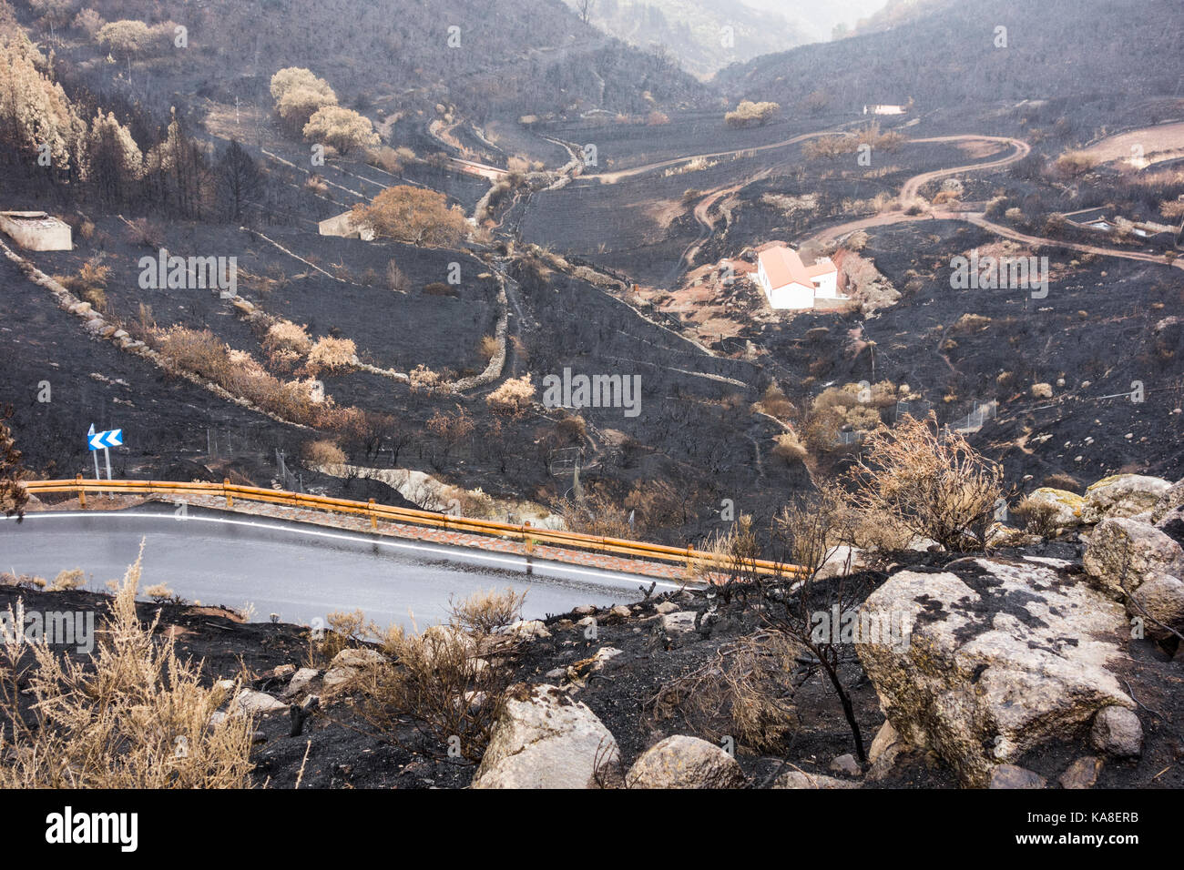 Gran Canaria, Canary Islands, Spain, 25th September, 2017. Mountain roads reopen 5 days after huge forest fire raged through 2,800 hectares of Pine forests. One 60 year old woman died in the fire as she tried to round up livestock near her mountain small holding. Hundreds of people hand to be evacuated from mountain villages. PICTURED: A close call for this mountain farm, surrounded by charred trees and scrubland. Credit: ALAN DAWSON/Alamy Live News Stock Photo