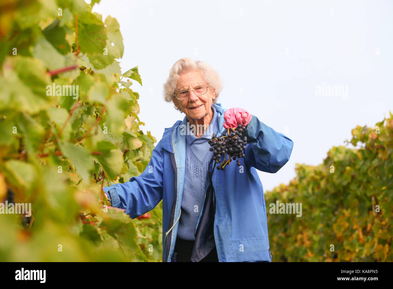 Halfpenny Green, Staffordshire, UK. 26th September, 2017. 96-year-old Ann Hawkins begins her twentieth year as a volunteer grape picker at Halfpenny Green Vineyard, near Wombourne, Staffordshire UK. The vineyard is one of around 500 in England and Wales. This year's crop is relatively unharmed by early cold weather in spring. Peter Lopeman/Alamy Live News Stock Photo