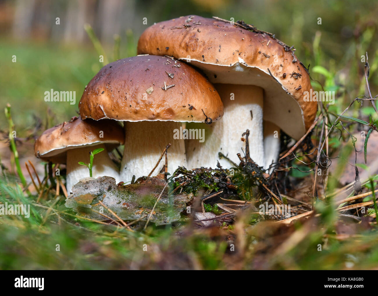 Three porcini mushroom grow in a forest near Biegen, Germany, 26