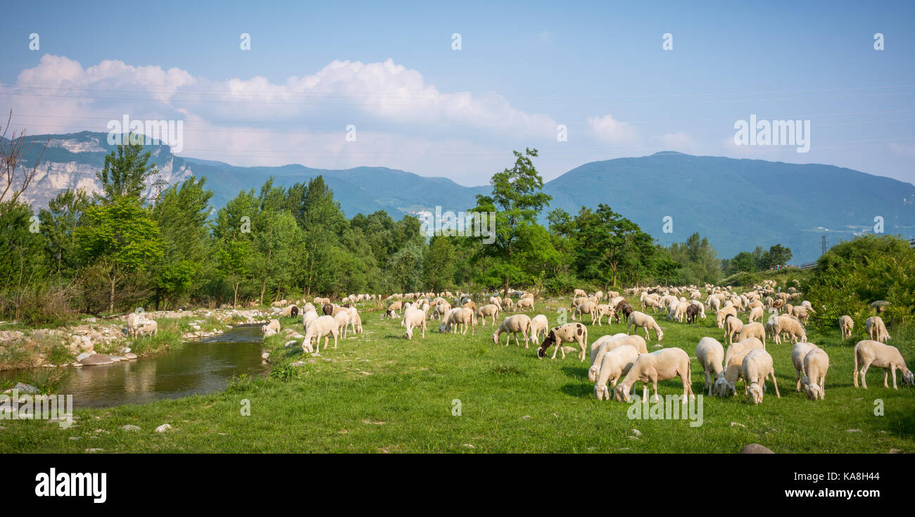 Flock of sheep grazing in a hill at sunset in spring Stock Photo - Alamy