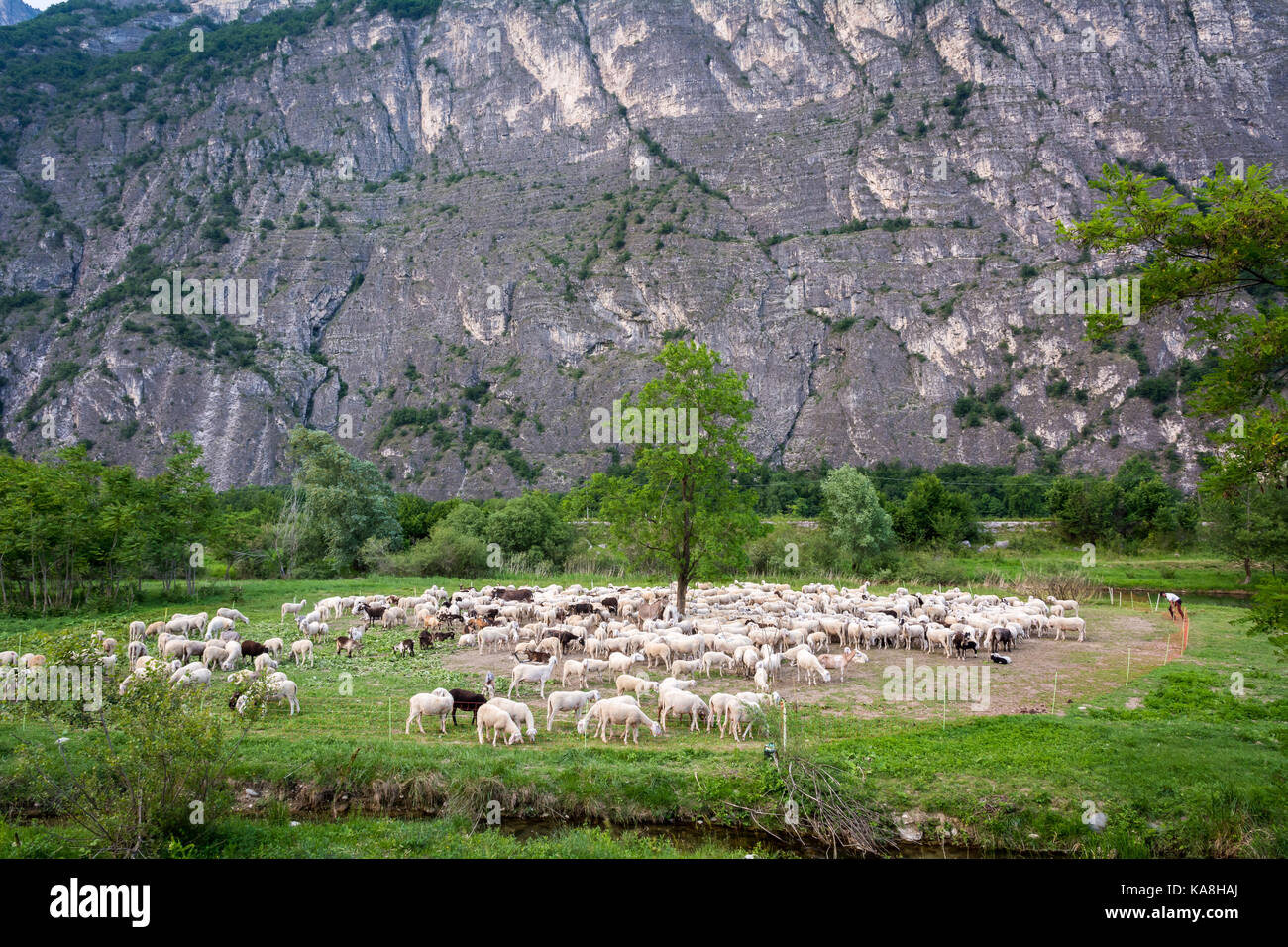 Flock of sheep grazing in a hill at sunset in spring Stock Photo - Alamy