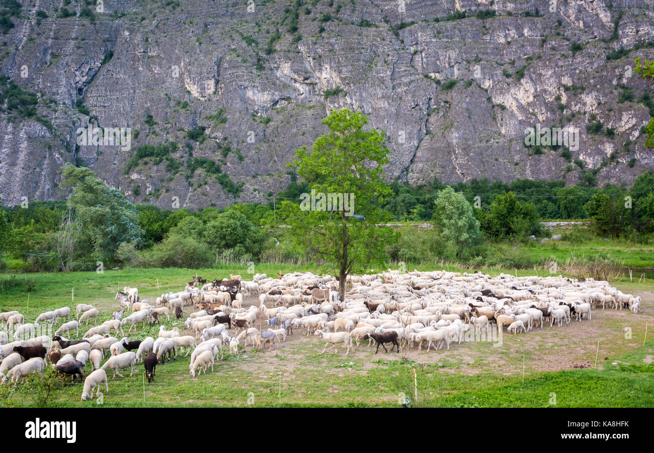 Flock of sheep grazing in a hill at sunset in spring. Stock Photo